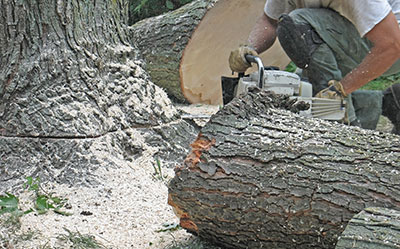 new braunfels tree service pros stump removal