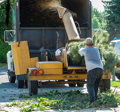 new braunfels tree service pros tree removal