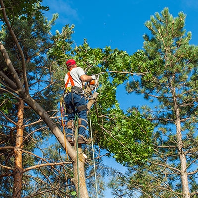 new braunfels tree service pros best time to trim trees