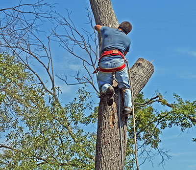 new braunfels best time to trim trees