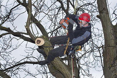 new braunfels tree service pros tree pruning