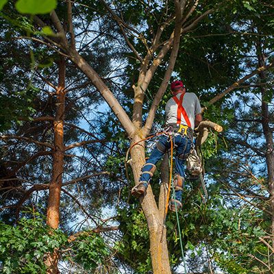 new braunfels tree service pros tree pruning