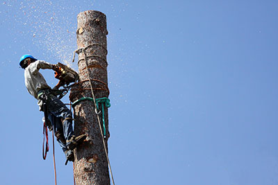 new braunfels tree service pros tree removal
