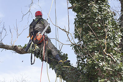 new braunfels tree service pros Boerne, Texas