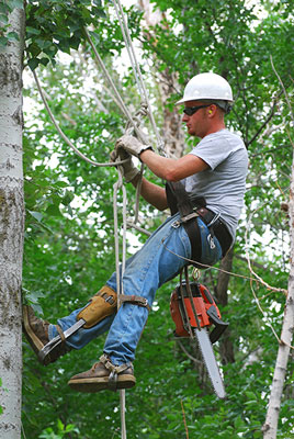 new braunfels tree service pros tree pruning times