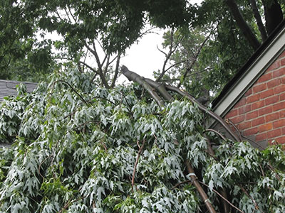 new braunfels emergency tree service