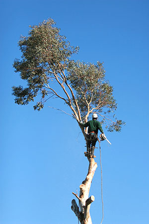 new braunfels tree service pros best tree pruning times