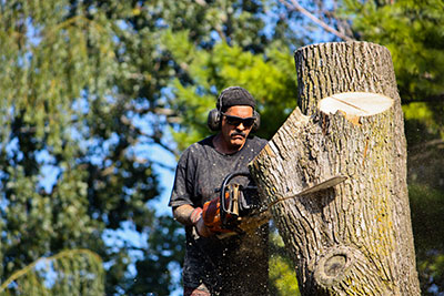 new braunfels certified arborist