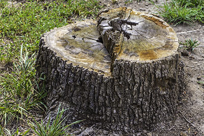 new braunfels stump removal